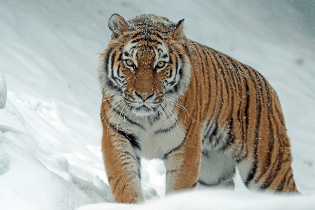 siberian tiger vs bengal tiger, bengal vs siberian tiger, siberian amur tiger vs bengal tiger, siberian vs bengal tiger, bengal tiger versus siberian tiger, bengal tiger vs siberian tiger, siberian tiger versus bengal tiger, difference between siberian tiger and bengal tiger