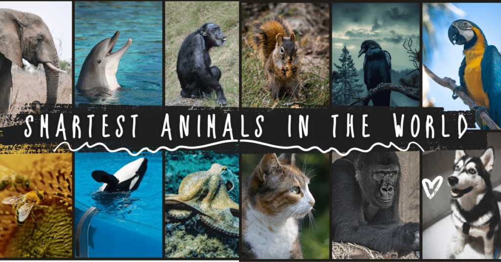 smartest animals, what is the smartest animal, smartest animals in the world, most intelligent animals, top 10 smartest animals, what are the smartest animals