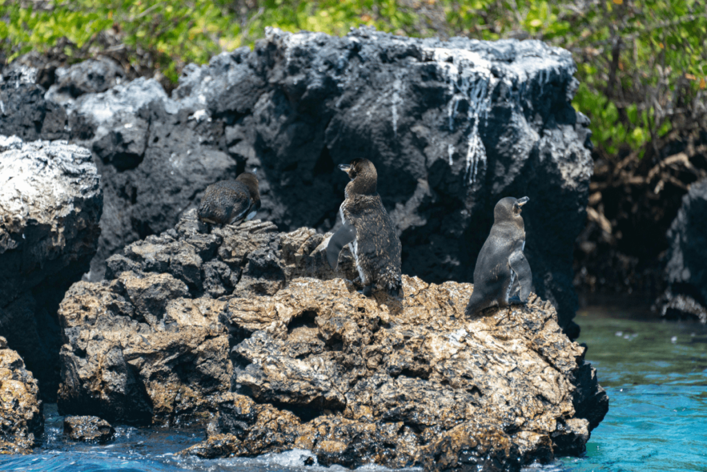 types of penguins, penguin species, penguin types, different types of penguins, species of penguin, species of penguins, types of penguin, how many penguin species are there