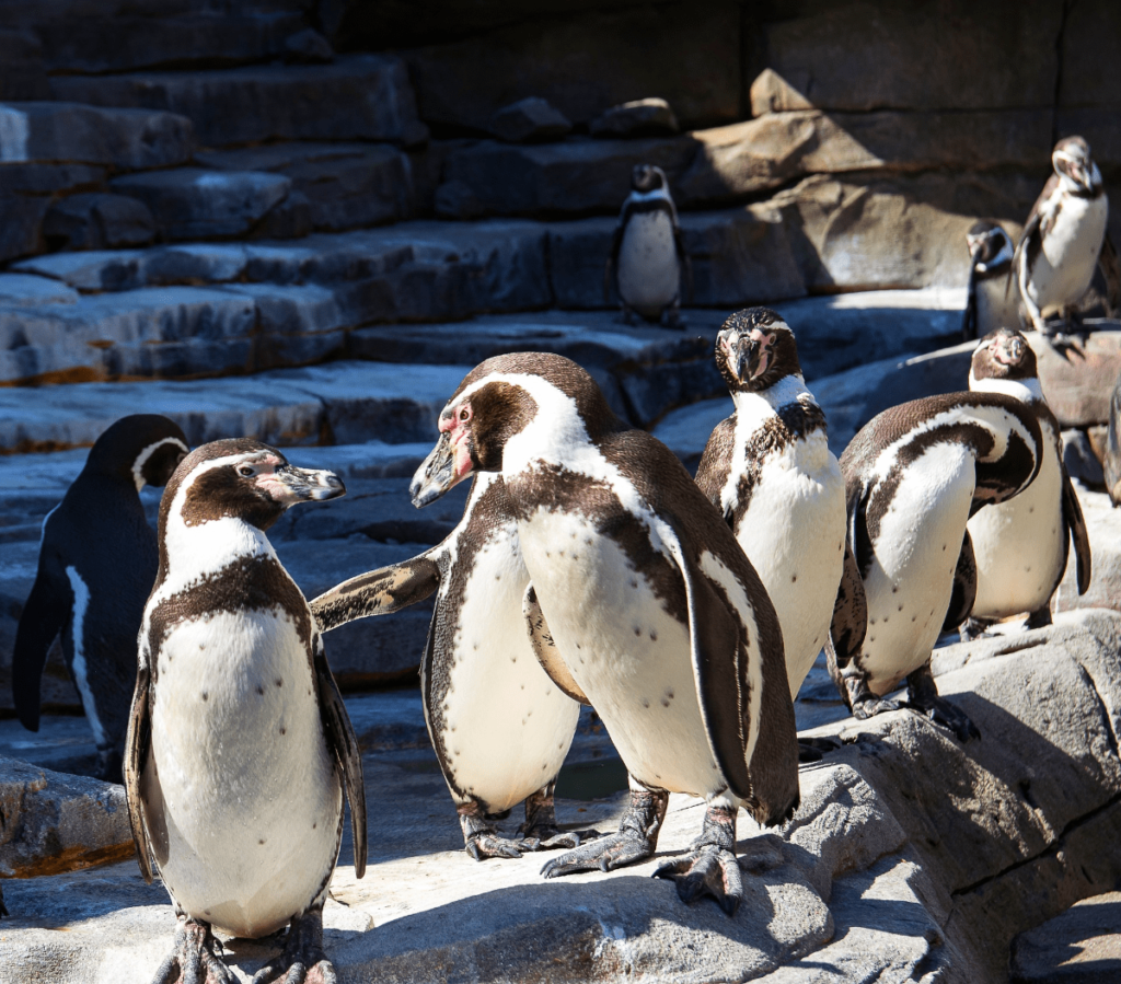 types of penguins, penguin species, penguin types, different types of penguins, species of penguin, species of penguins, types of penguin, how many penguin species are there