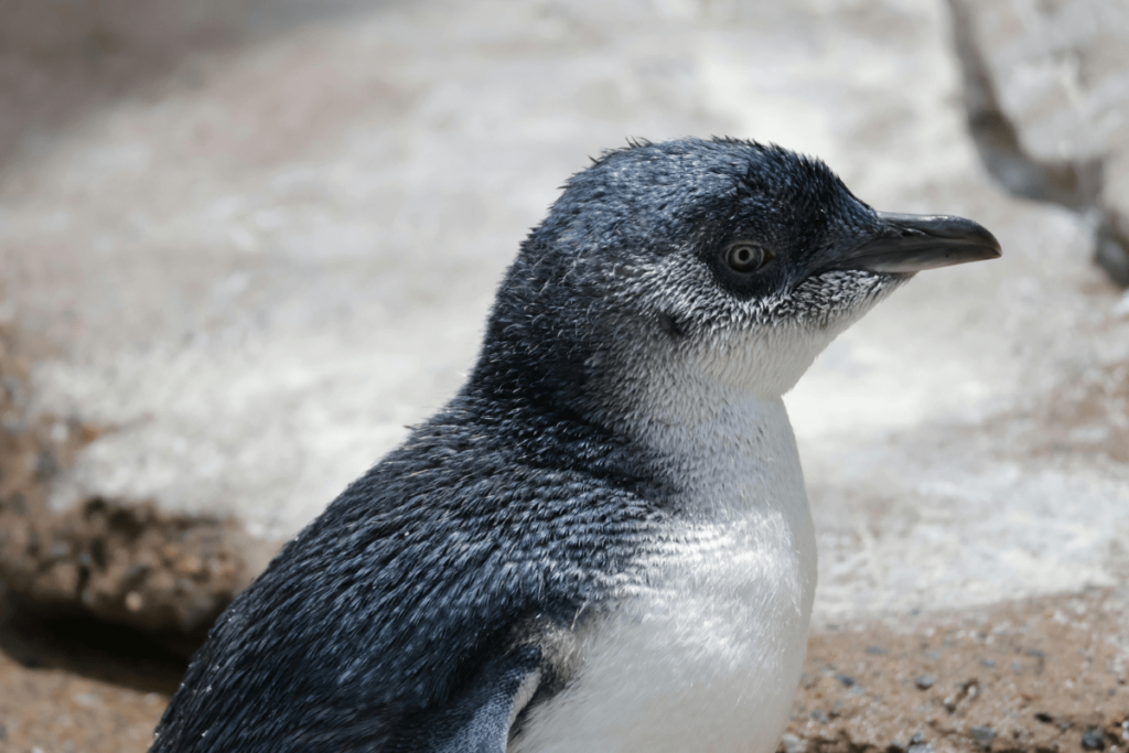 types of penguins, penguin species, penguin types, different types of penguins, species of penguin, species of penguins, types of penguin, how many penguin species are there