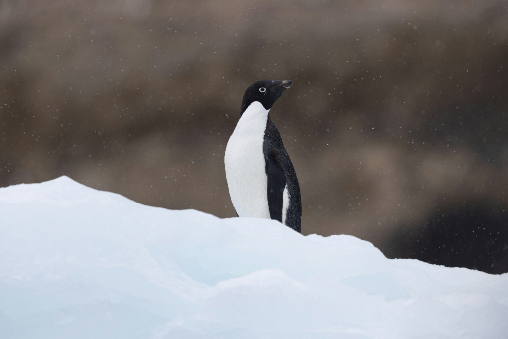 types of penguins, penguin species, penguin types, different types of penguins, species of penguin, species of penguins, types of penguin, how many penguin species are there