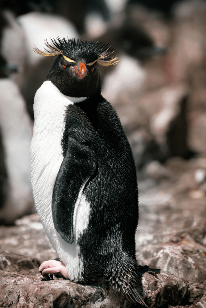 types of penguins, penguin species, penguin types, different types of penguins, species of penguin, species of penguins, types of penguin, how many penguin species are there