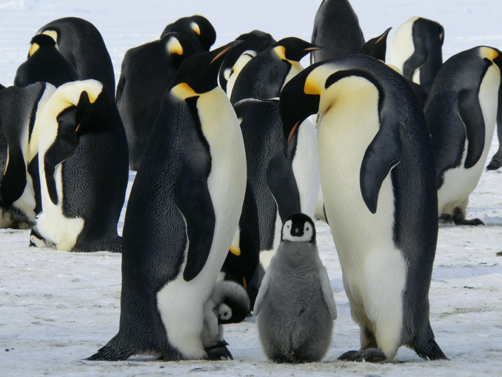 types of penguins, penguin species, penguin types, different types of penguins, species of penguin, species of penguins, types of penguin, how many penguin species are there