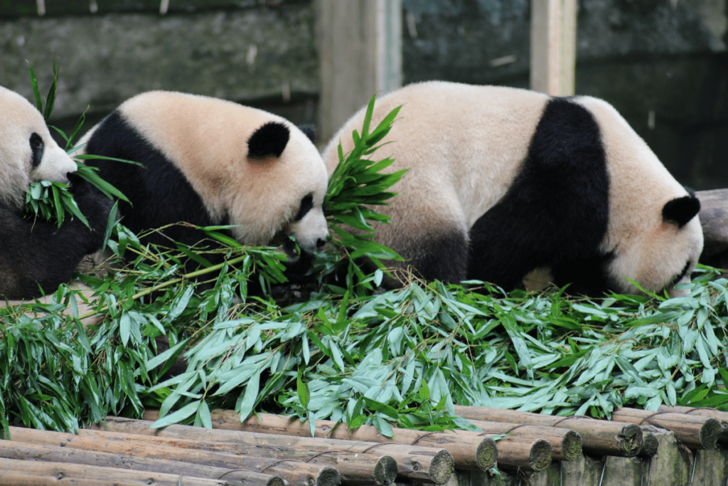 what do pandas eat, what do pandas usually eat, what do panda bears eat, what do giant pandas eat, what do giant panda bears eat