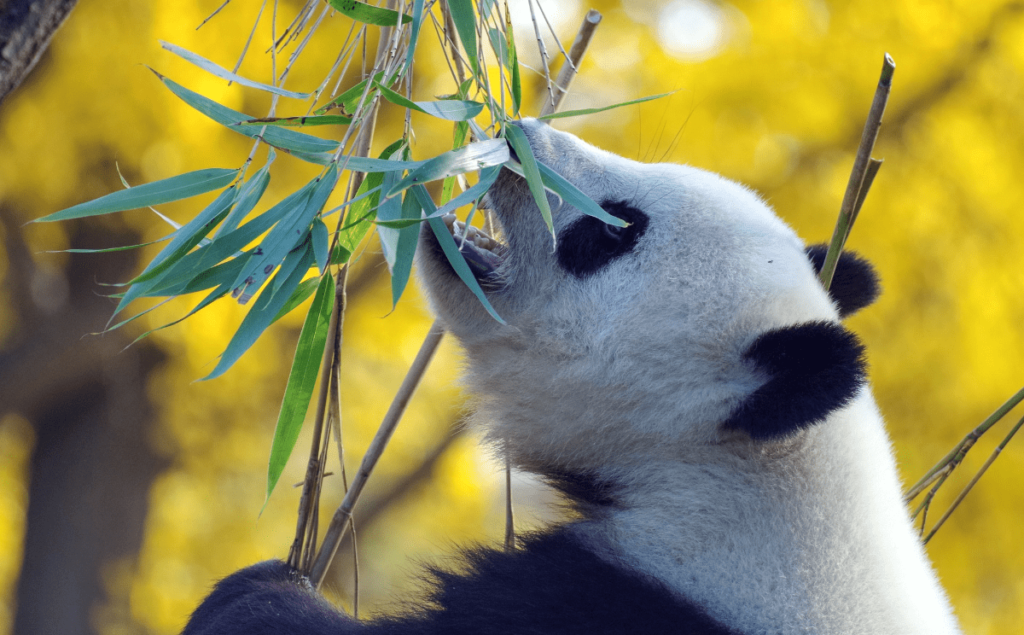 what do pandas eat, what do pandas usually eat, what do panda bears eat, what do giant pandas eat, what do giant panda bears eat