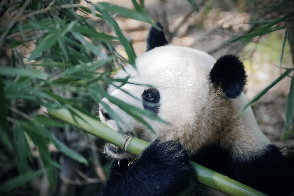 what do pandas eat, what do pandas usually eat, what do panda bears eat, what do giant pandas eat, what do giant panda bears eat