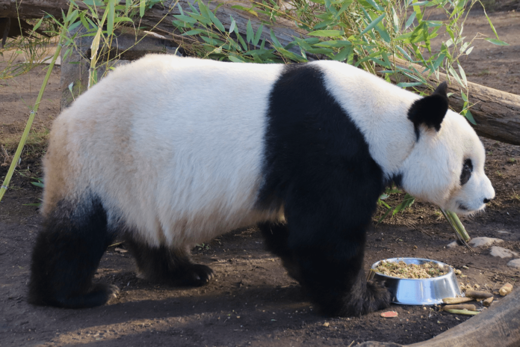 what do pandas eat, what do pandas usually eat, what do panda bears eat, what do giant pandas eat, what do giant panda bears eat