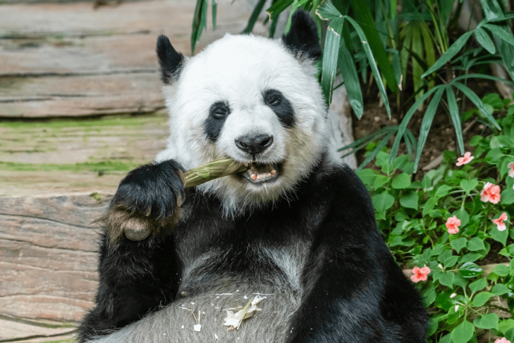 what do pandas eat, what do pandas usually eat, what do panda bears eat, what do giant pandas eat, what do giant panda bears eat