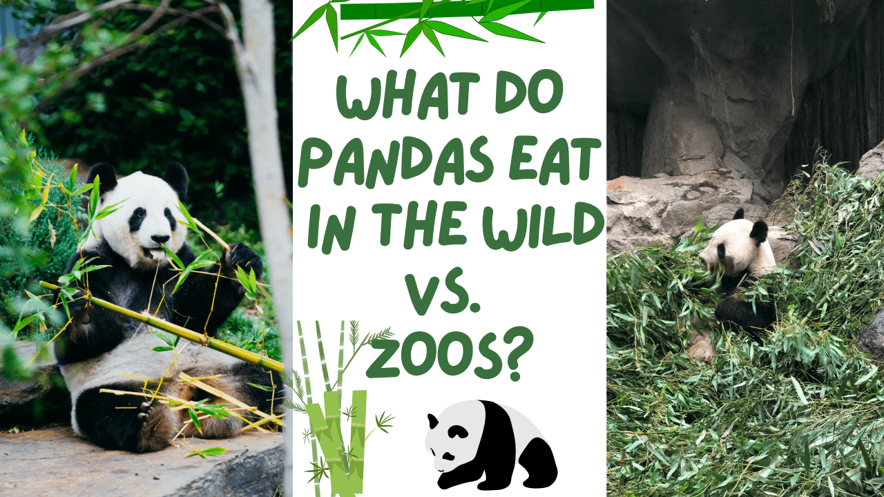 Panda Diet: What Do Pandas Eat in the Wild vs. Zoos? - primalwildlife.com