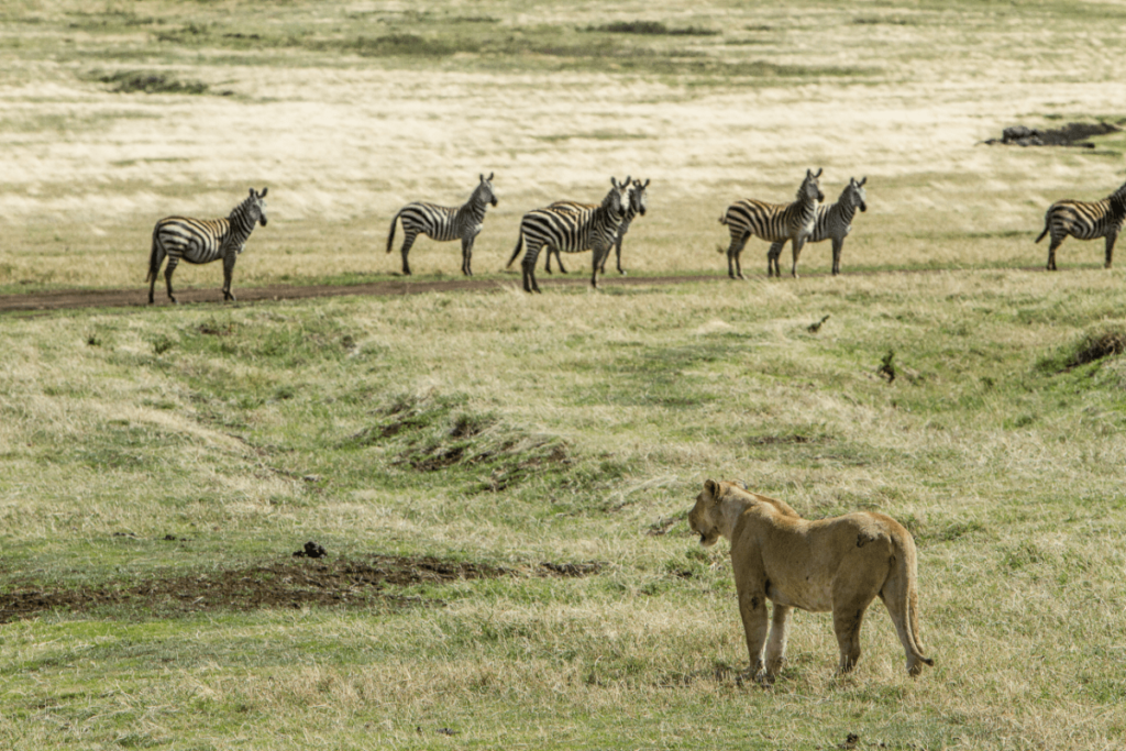 why is the lion the king of the jungle, why lion is a king of jungle, why lion is the king of the jungle, why are lions king of the jungle, why are lions called king of the jungle, why lion is the king of jungle, why are lions called king of jungle, Lion Characteristics, Lion Social Structure, Lion Pride Dynamics, Lion Hunting Techniques