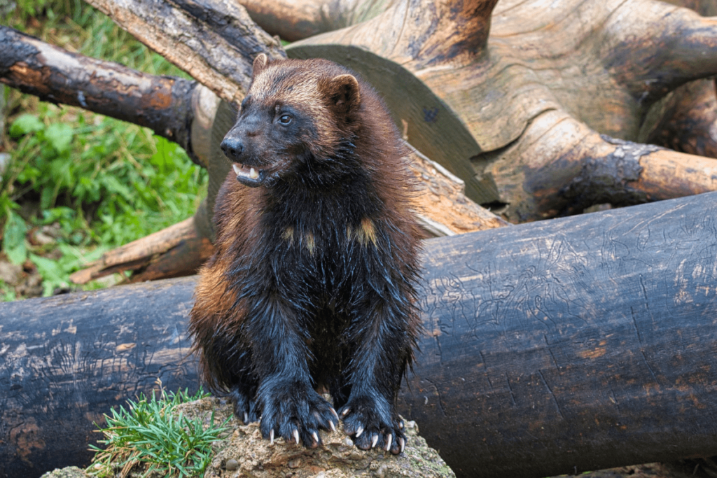 wolverine animal, what is a wolverine animal, what is wolverine animal, where do wolverine animal lives, what does the animal wolverine look like, what do wolverine animal eat