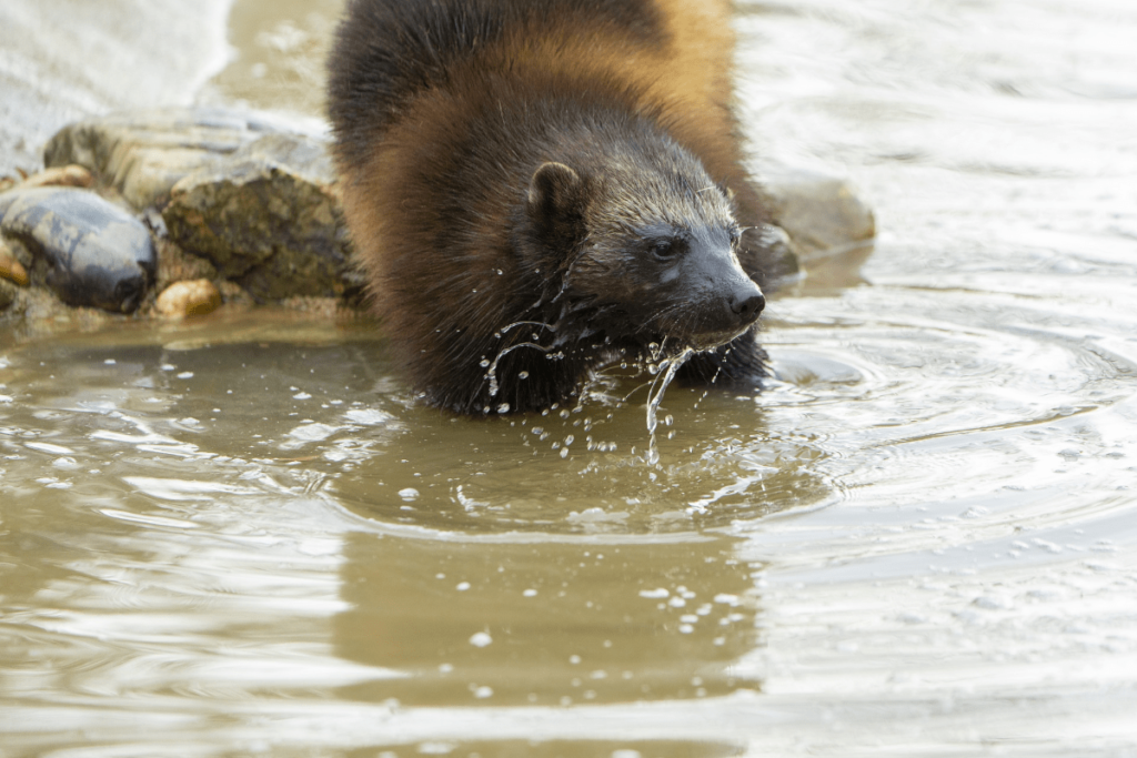 wolverine animal, what is a wolverine animal, what is wolverine animal, where do wolverine animal lives, what does the animal wolverine look like, what do wolverine animal eat