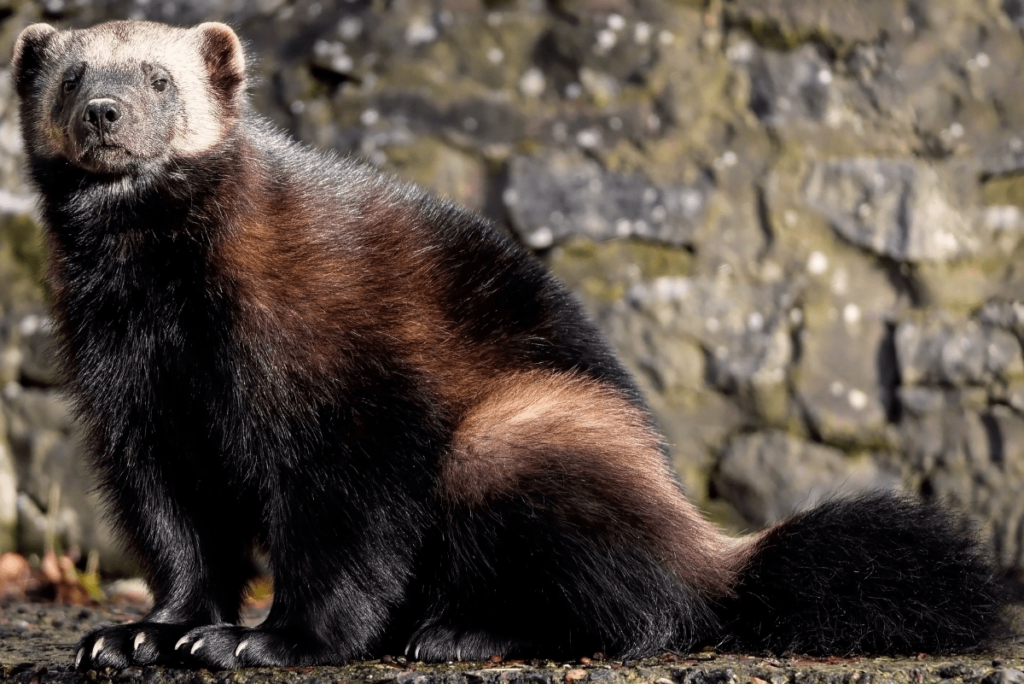 wolverine animal, what is a wolverine animal, what is wolverine animal, where do wolverine animal lives, what does the animal wolverine look like, what do wolverine animal eat