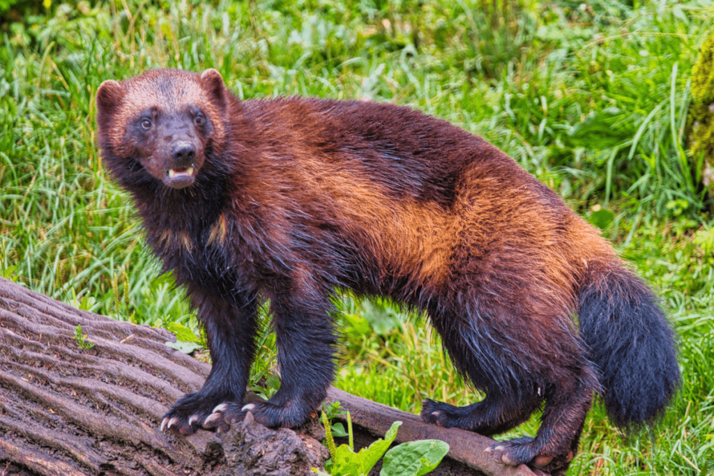 wolverine animal, what is a wolverine animal, what is wolverine animal, where do wolverine animal lives, what does the animal wolverine look like, what do wolverine animal eat