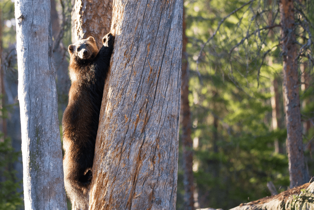 wolverine animal, what is a wolverine animal, what is wolverine animal, where do wolverine animal lives, what does the animal wolverine look like, what do wolverine animal eat