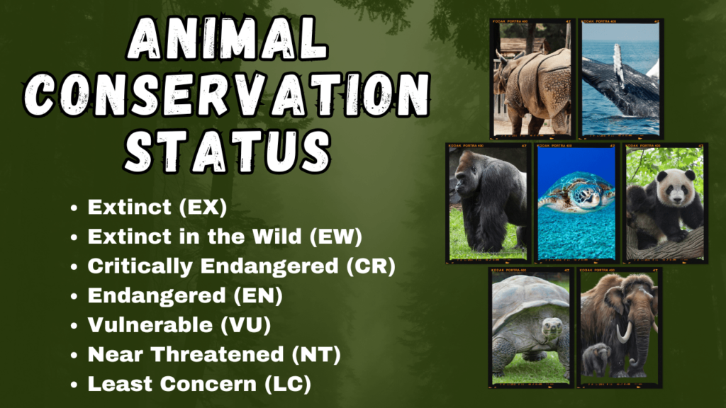 Animal Conservation Status, Conservation Efforts, IUCN Red List, conservation of animals, conservation animals, conservation of wild animals, wildlife conservation animals, what is conservation status, conservation status meaning, levels of conservation status, what is animal conservation