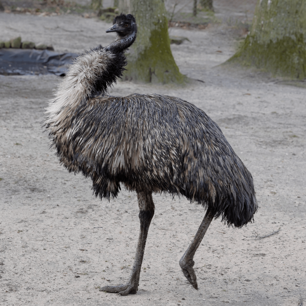 Biggest Birds, Largest Birds in the World, Largest Bird, Biggest Bird in the World, Heaviest Birds, Tallest Birds, Biggest Bird Ever, Giant Birds, Largest Bird Species, Biggest Birds on the Planet