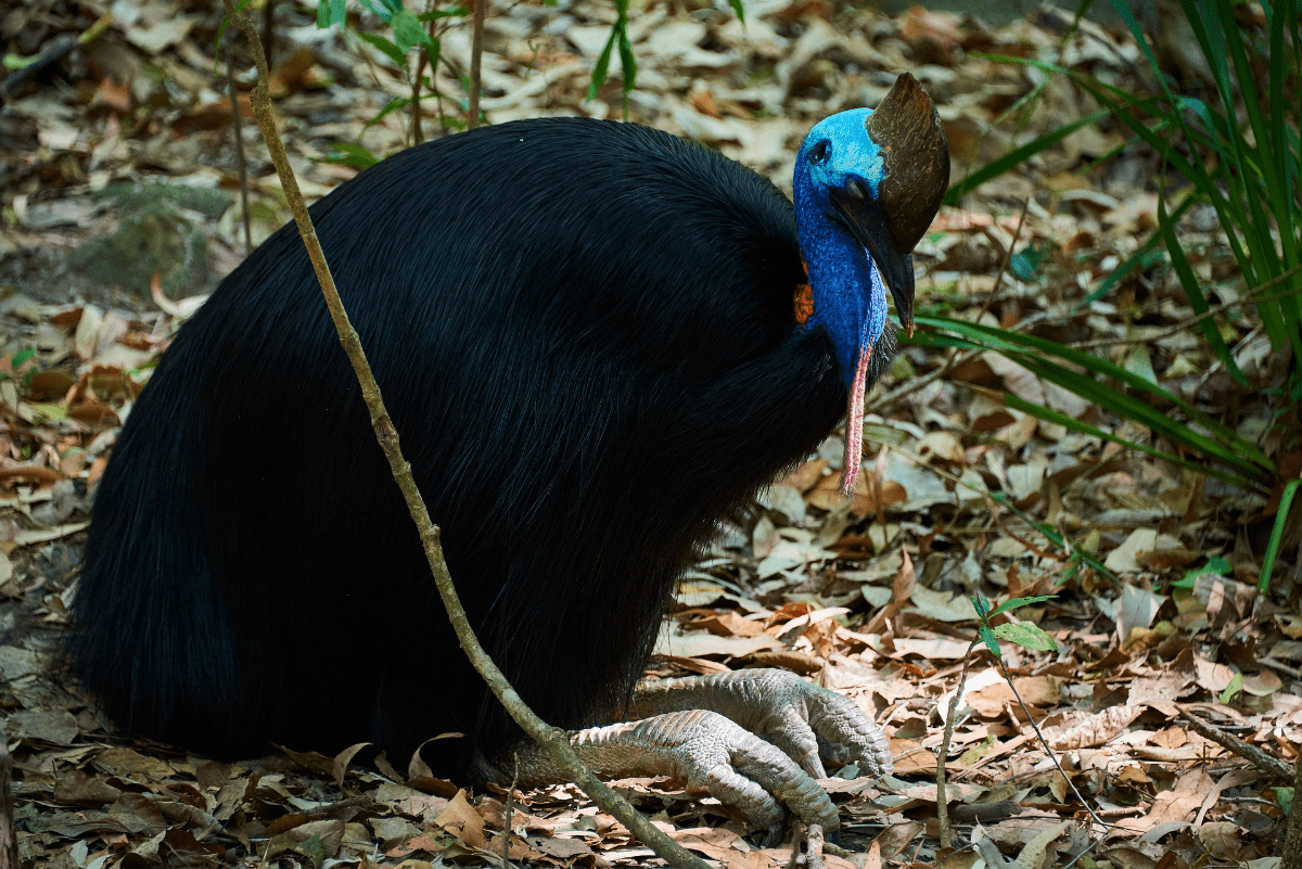 Top 11 Biggest Birds: Exploring the Largest Birds in the World (Both ...