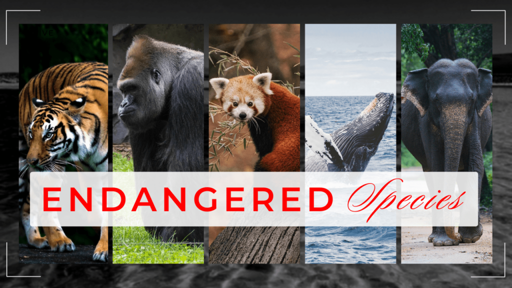 Endangered Species, Endangered Animals, Endangered Species Facts, Endangered Species Act, Most Endangered Species, Endangered Species List, Threatened Species, Top 10 Most Endangered Species, Endangered Animals Status, How to Save Endangered Species