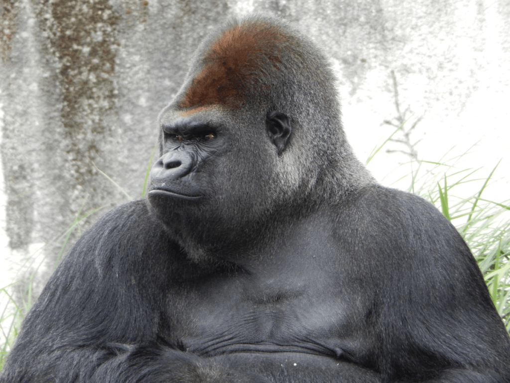 Gorilla Behavior, Gorilla Communication, Gorilla Body Language, gorilla sign language, gorilla language sign, gorilla intelligence test, gorilla behavior, gorilla intelligence, how do gorillas communicate