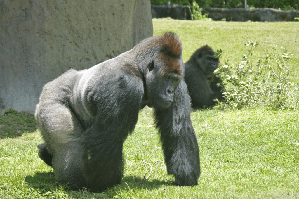 Gorilla Behavior, Gorilla Communication, Gorilla Body Language, gorilla sign language, gorilla language sign, gorilla intelligence test, gorilla behavior, gorilla intelligence, how do gorillas communicate