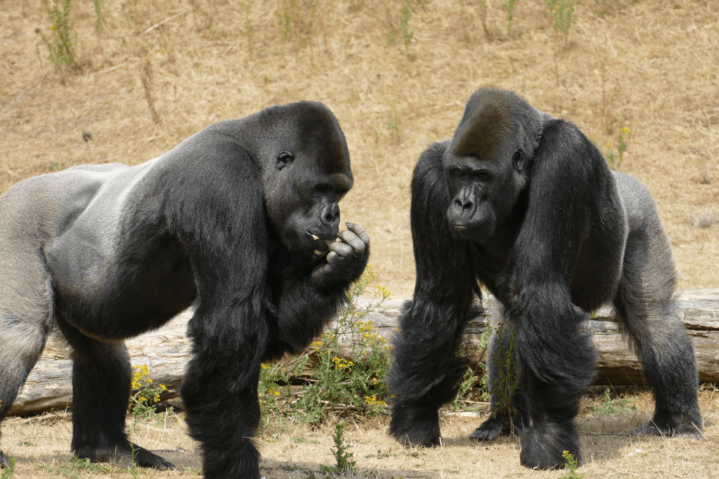 Gorilla Behavior, Gorilla Communication, Gorilla Body Language, gorilla sign language, gorilla language sign, gorilla intelligence test, gorilla behavior, gorilla intelligence, how do gorillas communicate