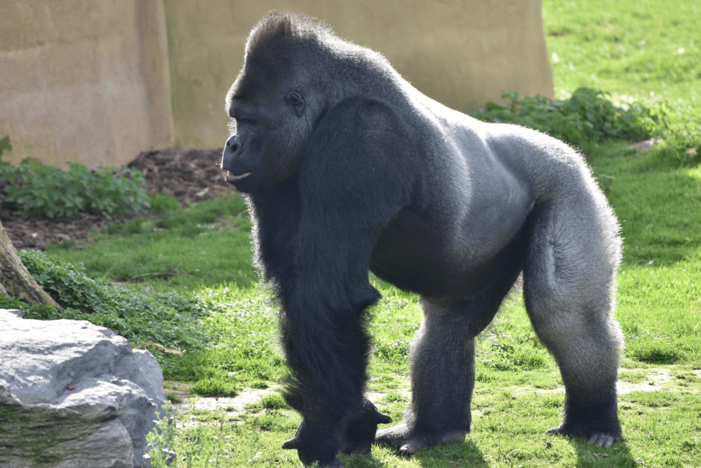 Gorilla Behavior, Gorilla Communication, Gorilla Body Language, gorilla sign language, gorilla language sign, gorilla intelligence test, gorilla behavior, gorilla intelligence, how do gorillas communicate