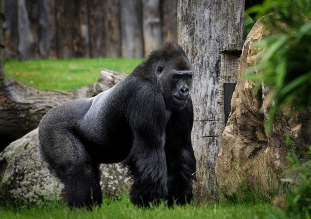 Gorilla Behavior, Gorilla Communication, Gorilla Body Language, gorilla sign language, gorilla language sign, gorilla intelligence test, gorilla behavior, gorilla intelligence, how do gorillas communicate