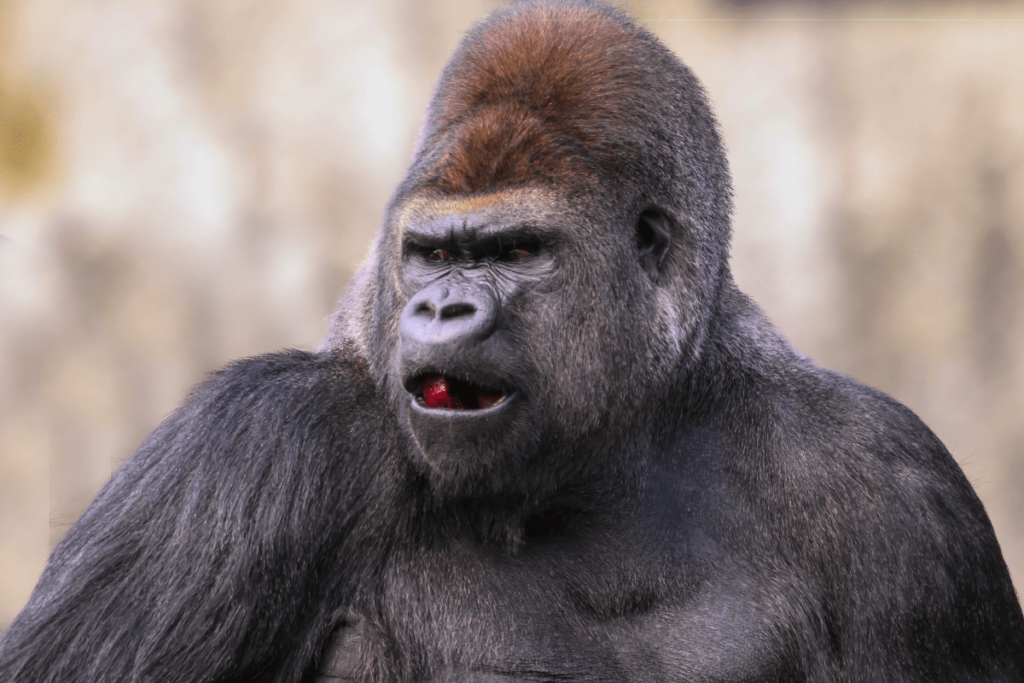 Gorilla Behavior, Gorilla Communication, Gorilla Body Language, gorilla sign language, gorilla language sign, gorilla intelligence test, gorilla behavior, gorilla intelligence, how do gorillas communicate