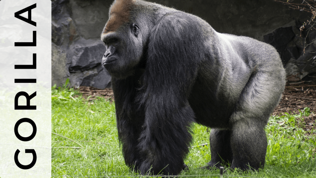 Gorilla Behavior, Gorilla Communication, Gorilla Body Language, gorilla sign language, gorilla language sign, gorilla intelligence test, gorilla behavior, gorilla intelligence, how do gorillas communicate