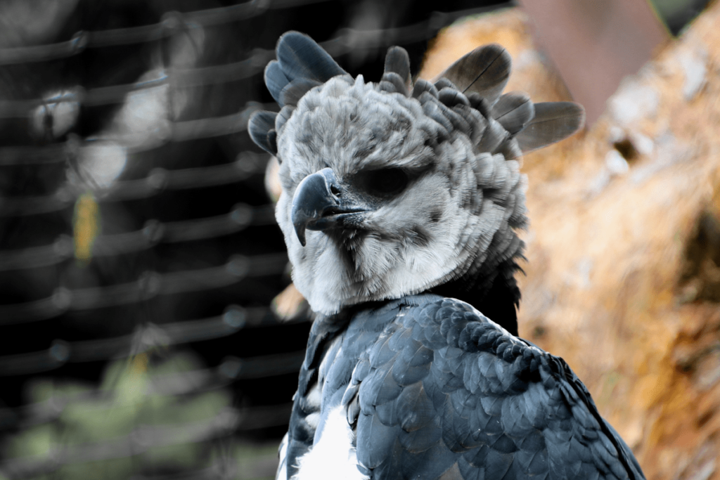 Harpy Eagle, Harpy Eagle Size, Largest Eagle in the World, Harpy Eagle Wingspan, Harpy Eagle Diet, Harpy Eagle Talons, Harpy Eagle Habitat, Where do Harpy Eagles Live, Harpy Eagle Facts, Harpy Eagle Lifespan, Harpy Eagle Hunting, harpy eagles, largest harpy eagle, harpy eagle images, harpy eagle next to human