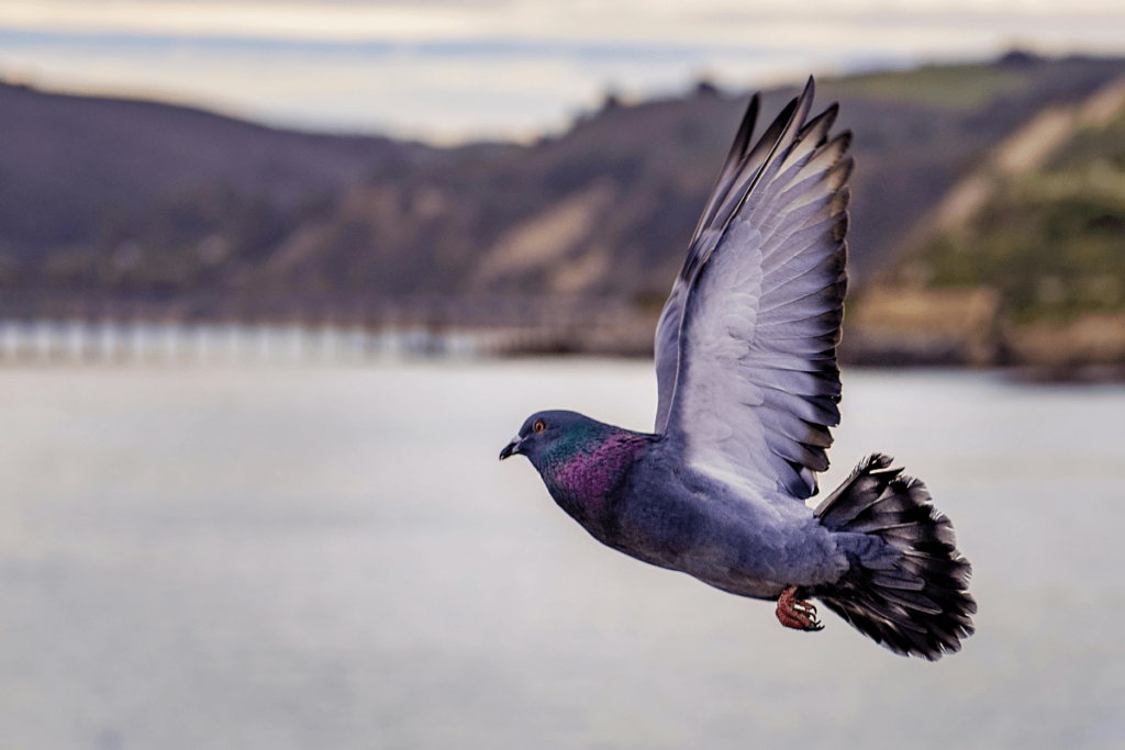 Homing Pigeons, what is a homing pigeon, how do homing pigeons work, history of homing pigeons, how to train homing pigeons