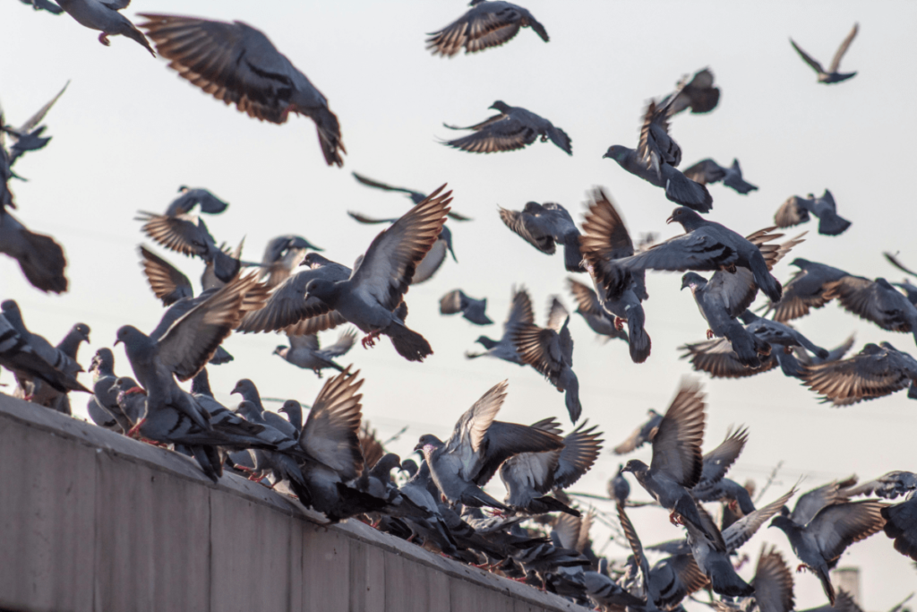 Homing Pigeons, what is a homing pigeon, how do homing pigeons work, history of homing pigeons, how to train homing pigeons