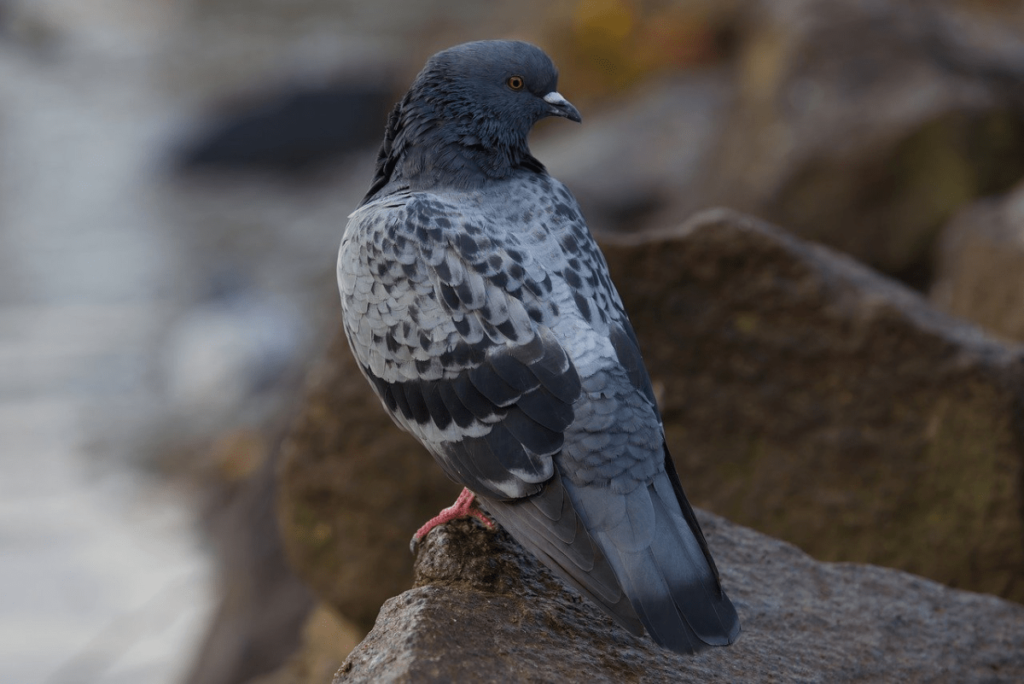 Homing Pigeons, what is a homing pigeon, how do homing pigeons work, history of homing pigeons, how to train homing pigeons