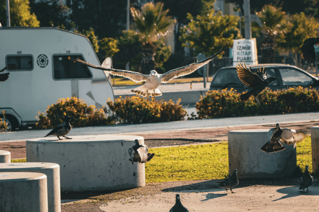 Homing Pigeons, what is a homing pigeon, how do homing pigeons work, history of homing pigeons, how to train homing pigeons