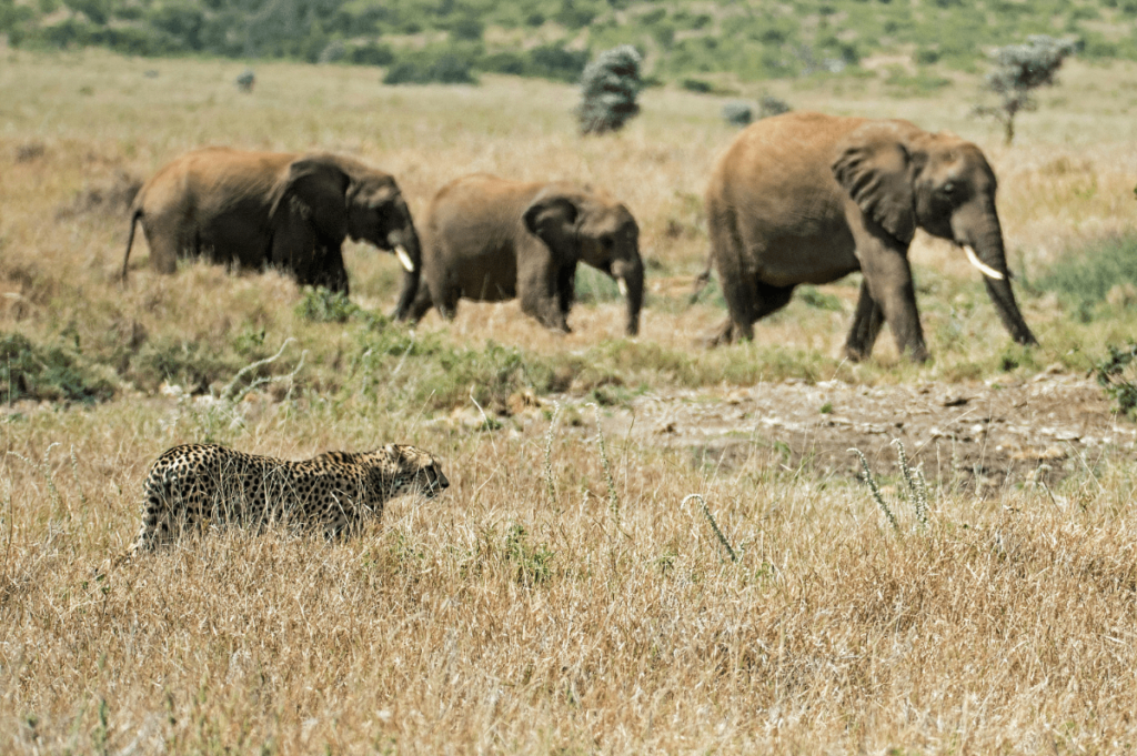 Cheetah