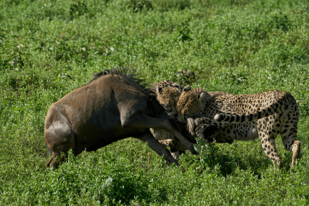 Cheetah