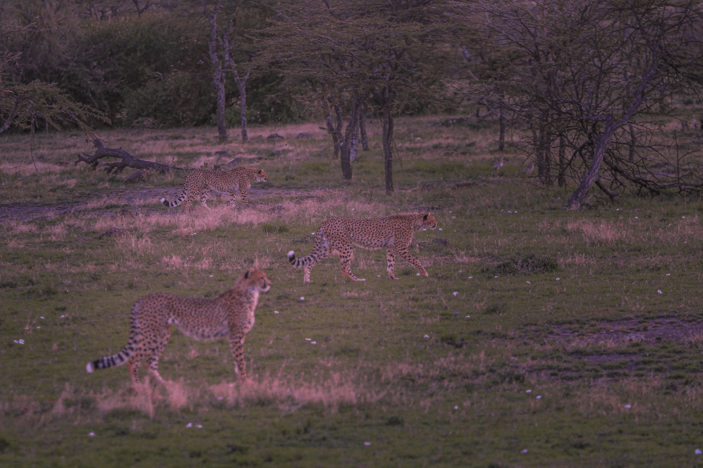 How fast can a cheetah run, Cheetah speed, How fast does a cheetah run, Cheetah top speed, Cheetah running, Speed of cheetah