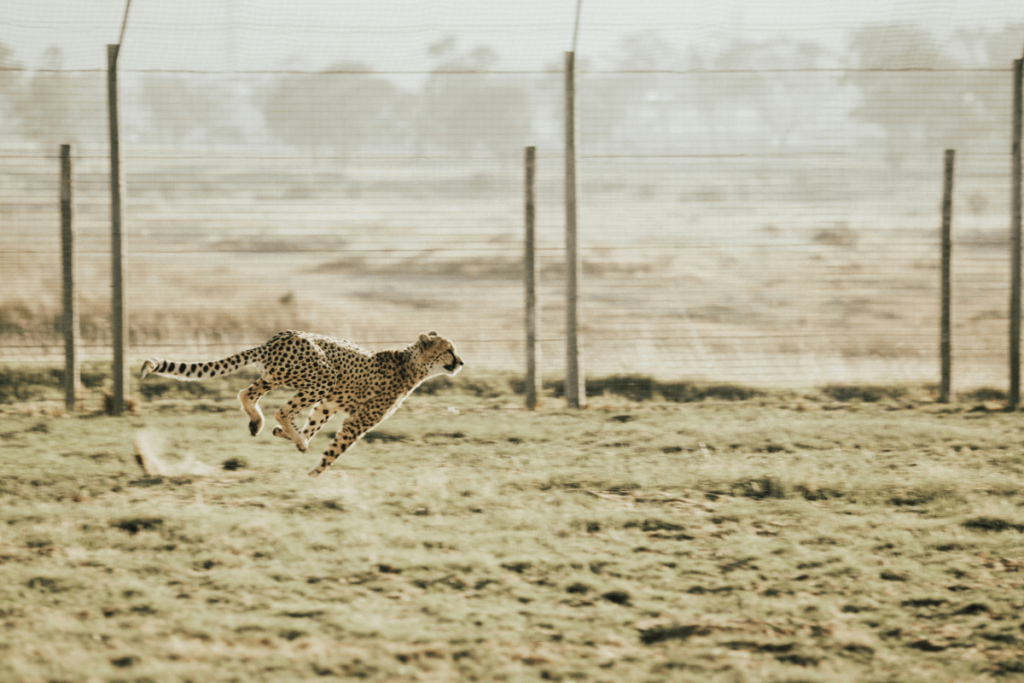 How fast can a cheetah run, Cheetah speed, How fast does a cheetah run, Cheetah top speed, Cheetah running, Speed of cheetah