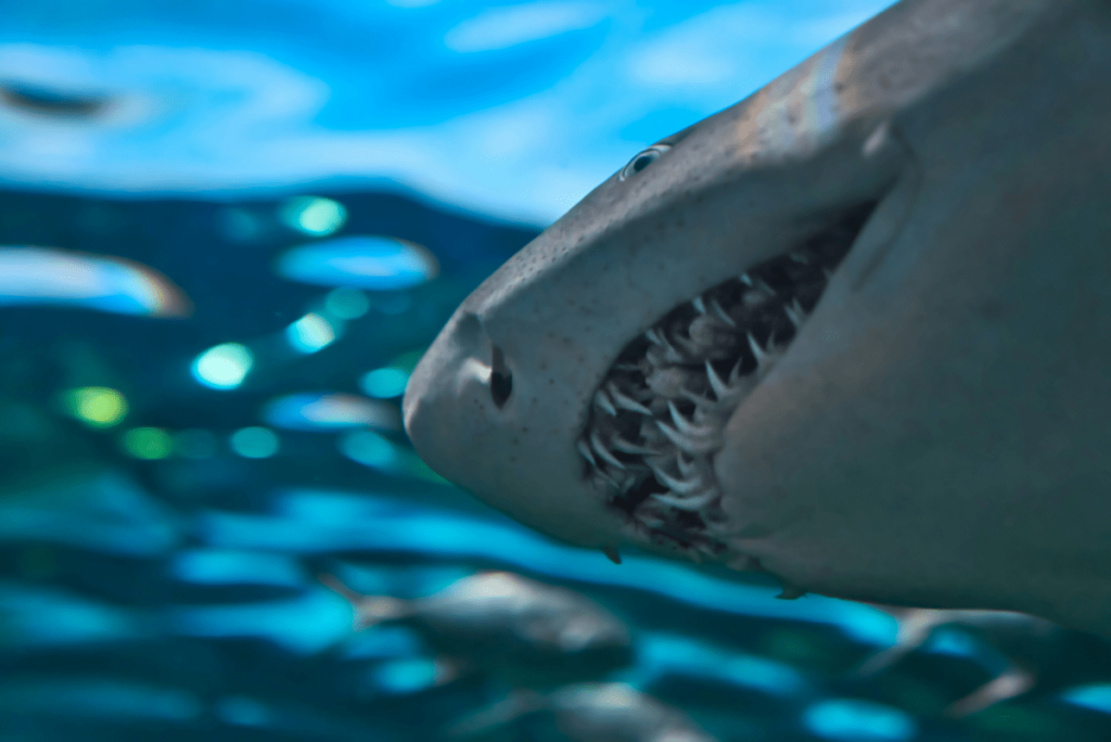 Shark teeth, How many teeth do sharks have, Types of shark teeth, Great white shark tooth, How many rows of teeth do sharks have, Different types of sharks teeth, Will shark teeth move forward, Great white shark teeth, Are sharks teeth bones, How many teeth does a shark have, How much teeth does a shark have, How many rows of teeth do a shark have, How many teeth does a great white shark have