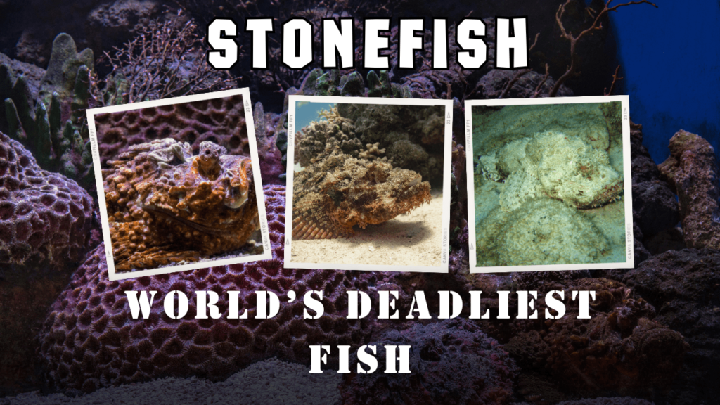 What is a Stonefish, Stonefish Venom, Stonefish Needle, Stonefish Spines, stonefish, venomous stonefish, stonefish needle, stonefish spines, Stonefish Sting, Stonefish Venom, Stonefish Facts, Stonefish Habitat, Stonefish Camouflage, Stonefish Venom Effects, Stonefish Diet, Interesting Facts About Stonefish, what do stonefish look like, picture of stonefish