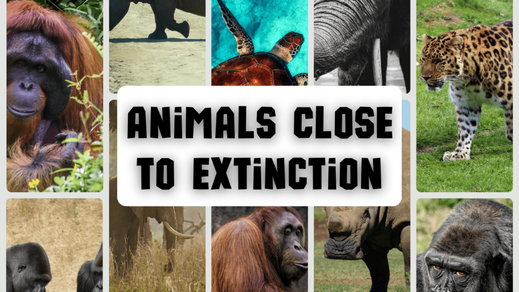 animals close to extinction, Critically Endangered Animals, nearly extinct animals, animals close to extinction list, near extinct animals, what animals are close to extinction, animals near extinction, animals that are close to extinction, what species are close to extinction