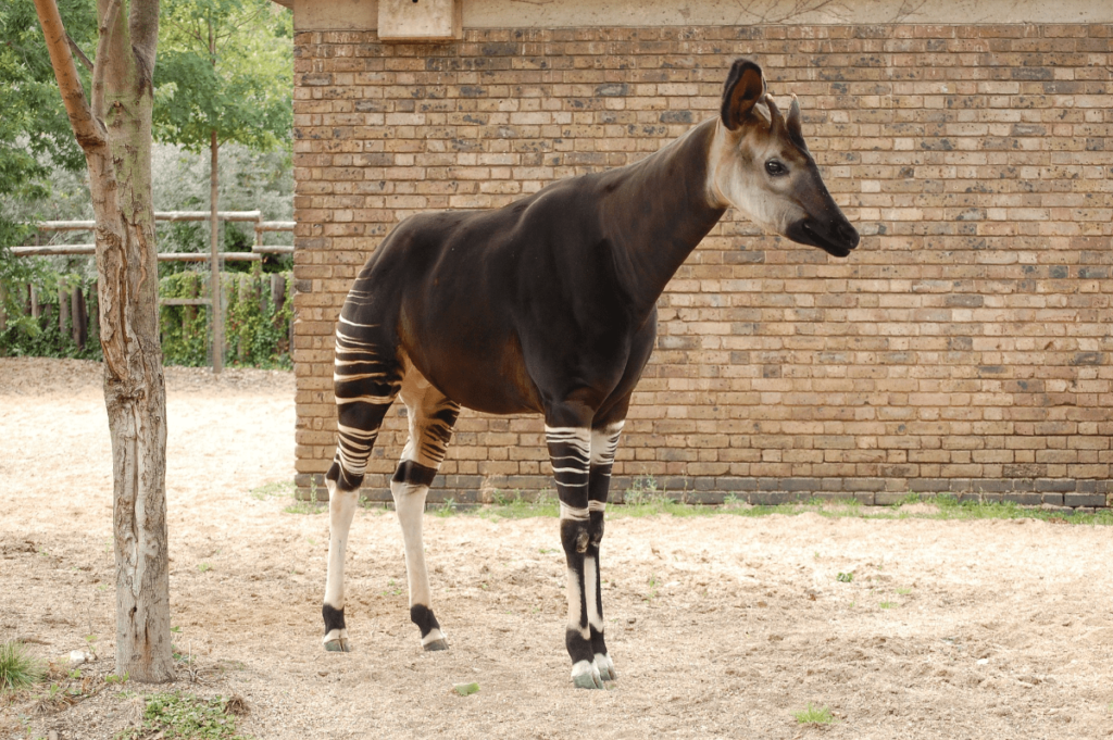 animals with long necks, long neck animals, long neck animal, animal with long neck, longest neck animal, animal long neck, animal with a long neck, long necked animals, animal with longest neck, animals long neck, what animal has a long neck, what animals have a long neck, what animals have long necks, animals with a long neck, animals with longest necks