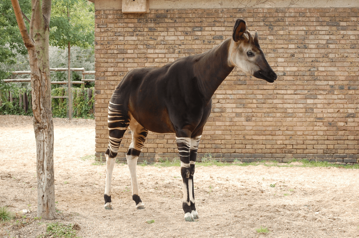 Top 10 Animals with Long Necks: Discover the Benefits and Drawbacks of ...