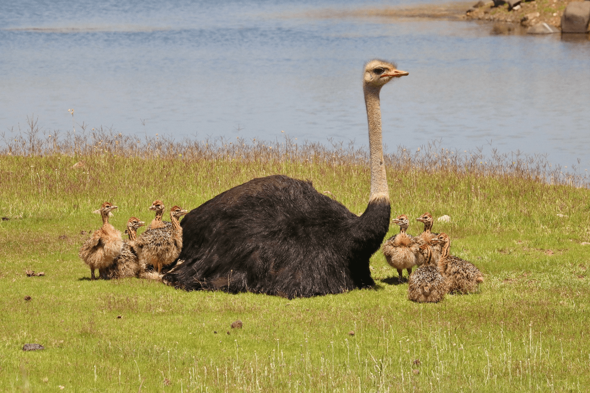 Top 10 Animals with Long Necks: Discover the Benefits and Drawbacks of ...