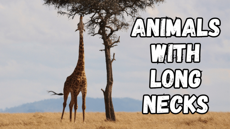 Top 10 Animals with Long Necks: Discover the Benefits and Drawbacks of ...