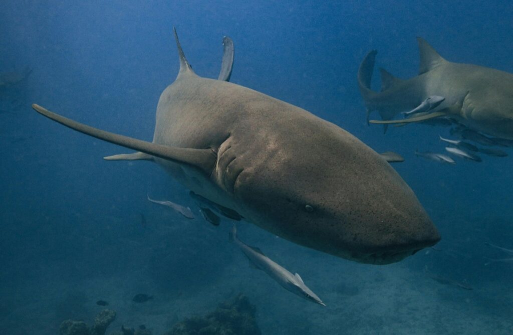 Nurse Shark