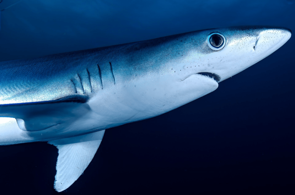 Mako Shark