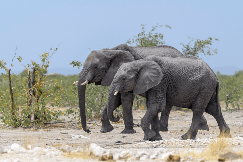 elephant memory, elephant brain, elephant intelligence, elephants memory, are elephants intelligent, memory of an elephant, elephant brain size, elephants intelligence, how big is an elephant brain, do elephants have penut sized brains, do elephants have good memories, do elephants have good memory